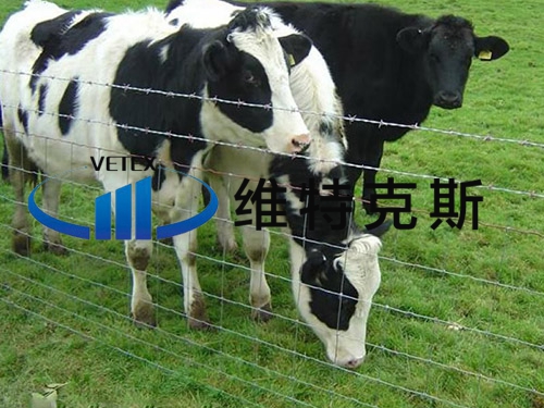牛欄網(wǎng)